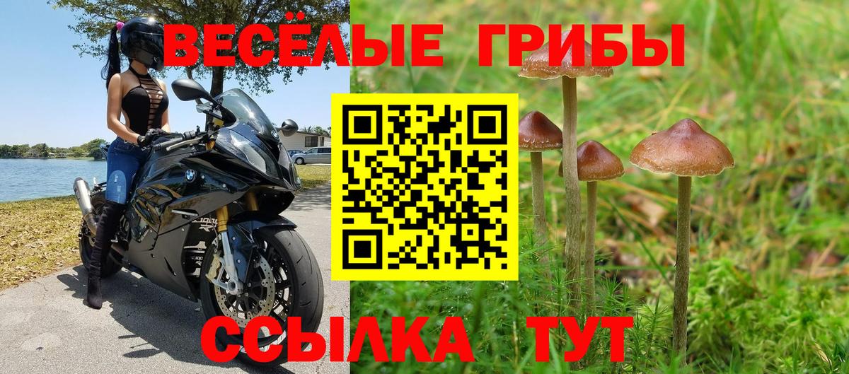 Галлюциногенные грибы Psilocybe Гудермес